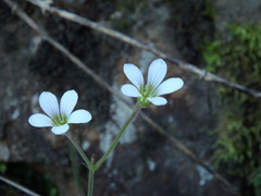 Saxifraga granulata