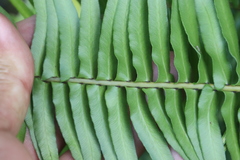 Blechnum punctulatum