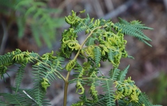 Eriophyes quadrifidus
