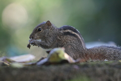 Indian Palm Squirrel photo 4