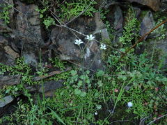 Saxifraga granulata