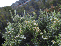 Ozothamnus hookeri