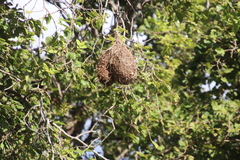 Ploceus capensis