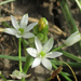 Ornithogalum flexuosum - Photo no hay derechos reservados, subido por Botswanabugs