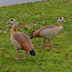 Alopochen aegyptiaca