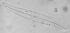 Gyrosigma acuminatum