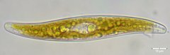 Gyrosigma acuminatum