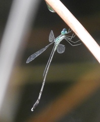 Lestes uncifer
