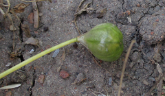 Ornithogalum flexuosum
