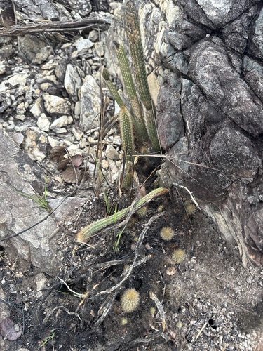 Arthrocereus melanurus, photograph 3