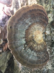 Flabellophora