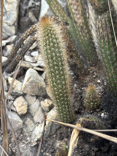 Arthrocereus melanurus, photograph 4