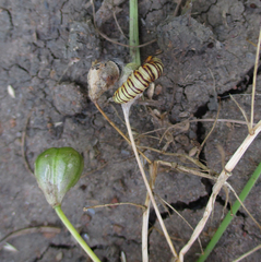 Ornithogalum flexuosum