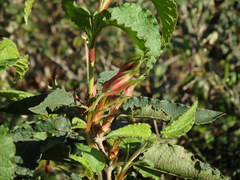 Cistus populifolius