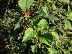 Cistus populifolius