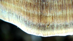 Flabellophora
