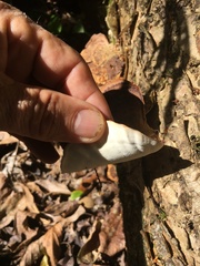 Flabellophora
