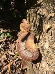 Flabellophora