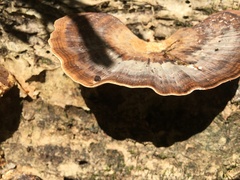 Flabellophora