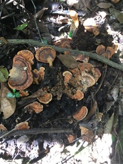 Flabellophora