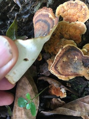 Flabellophora