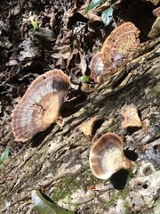Flabellophora