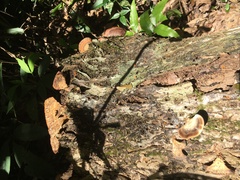 Flabellophora