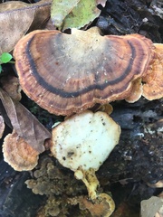 Flabellophora