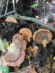 Flabellophora