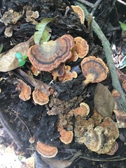 Flabellophora