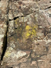 Chrysothrix insulizans