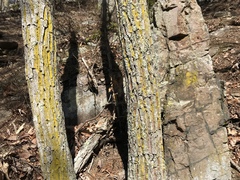 Chrysothrix insulizans