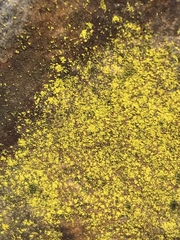 Chrysothrix insulizans