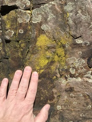 Chrysothrix insulizans