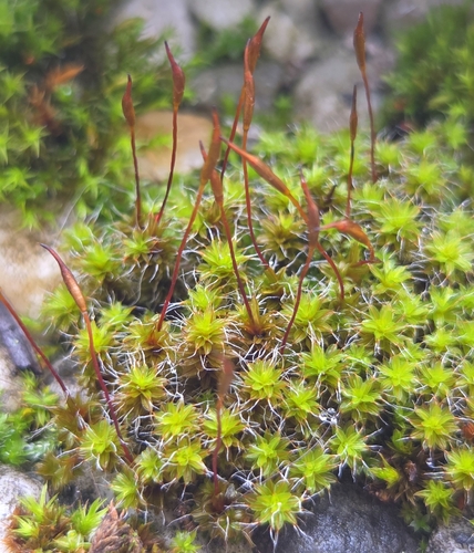 Syntrichia ruralis