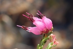 Erica nutans