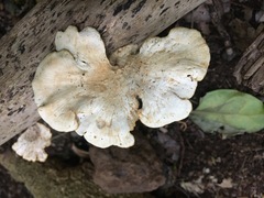 Favolus fuscolineatus