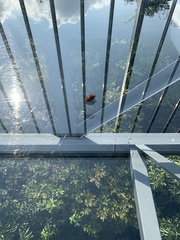 Poecilocoris druraei