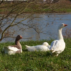 Anser anser domesticus