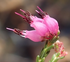 Erica nutans