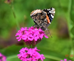 Vanessa atalanta