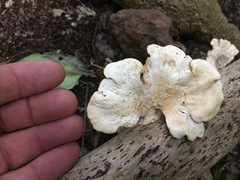 Favolus fuscolineatus