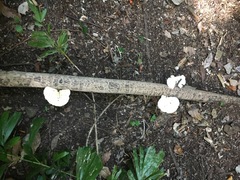 Favolus fuscolineatus