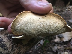 Favolus fuscolineatus