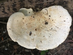 Favolus fuscolineatus