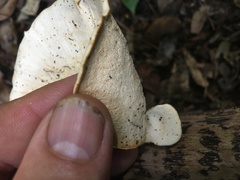 Favolus fuscolineatus