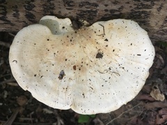 Favolus fuscolineatus