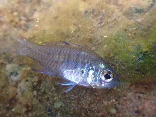 Penny fish (Denariusa australis) — Ambassidae