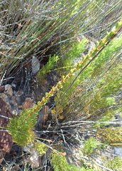 Paranomus longicaulis