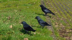 Corvus monedula spermologus